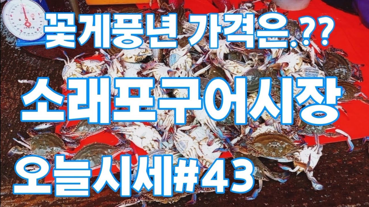 오늘 꽃게 시세는 어떻게? (How Is Today'S Flower Crab Price?)