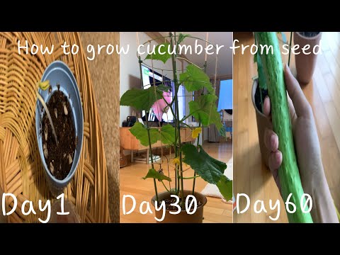 아파트에서 다이소 텃밭세트 오이 씨앗 성장과정 발아부터 오이 먹방까지. 다이소 오이 씨앗 길러서 먹기 ㅣ how to grow cucumber from seed