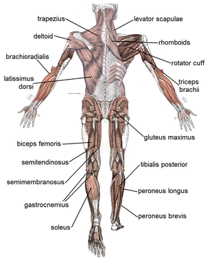 Skeletal Muscle - Wikipedia