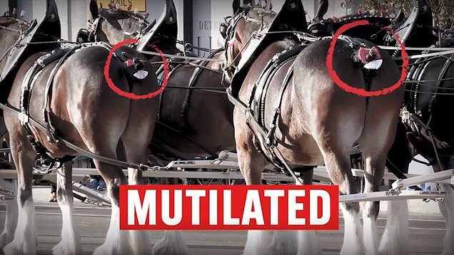 Budweiser'S Iconic Super Bowl Clydesdales Mutilated By Beer King: Peta  Exposé | Daily Mail Online