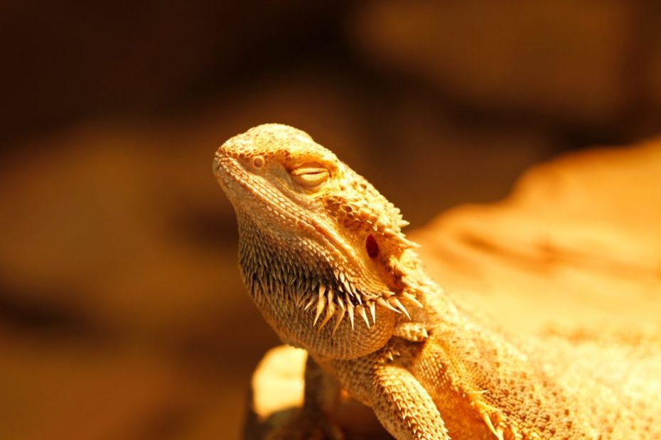 Can Bearded Dragons Overheat? Help And Prevention – Reptile Craze