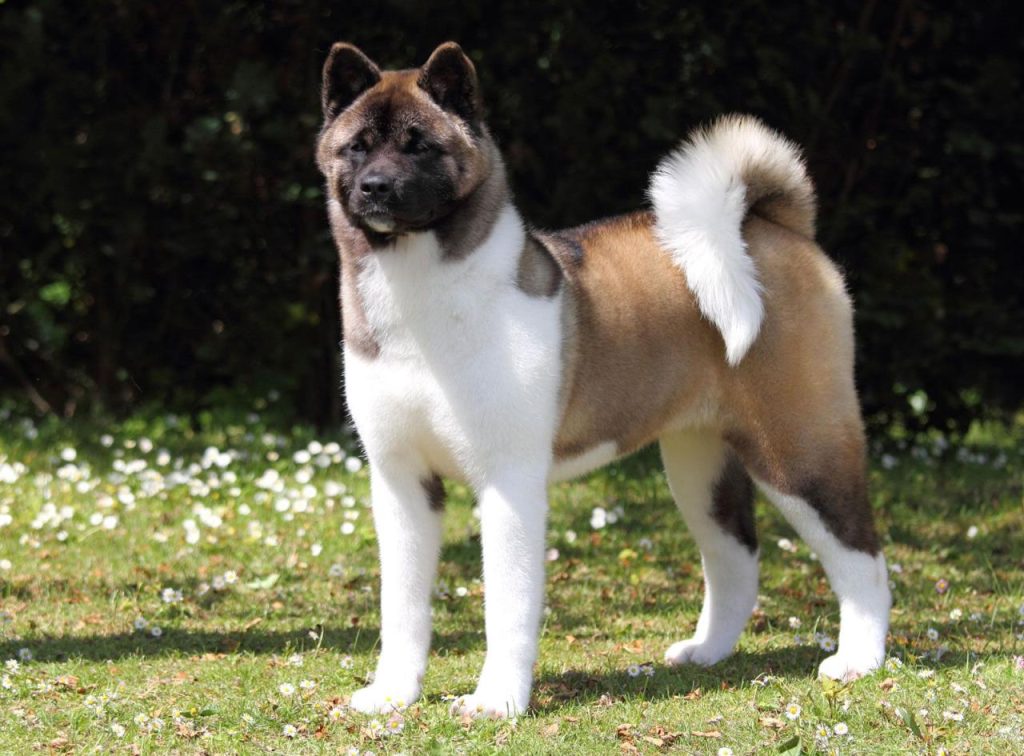 How Much Does A Japanese Akita Cost? Unveiling The Price Factors