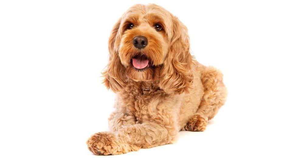 Cockapoo Growth Chart | Weight & Size Chart