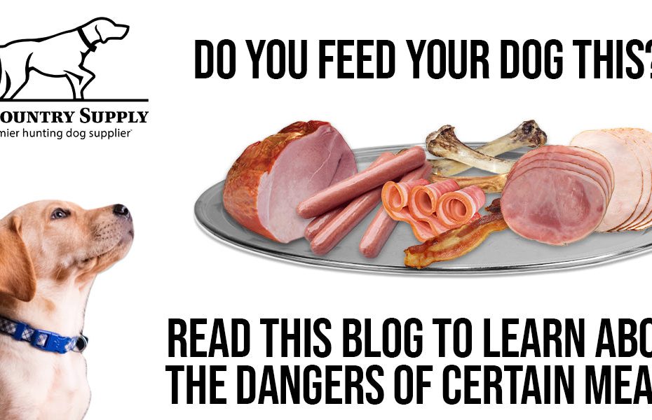 Is Liver Sausage Harmful For Dogs? A MustRead Guide!