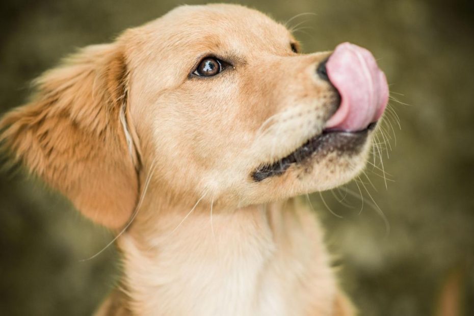 What It Means When A Dog Licks Its Lips