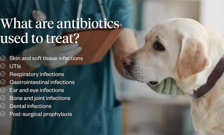 Antibiotics For Dogs: Uses, Side Effects & Safety | Dutch