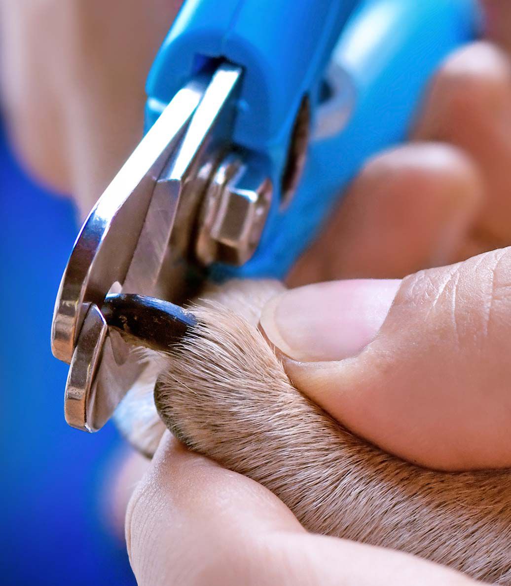 how-long-should-a-dogs-nails-be-essential-tips-for-pet-paw-health