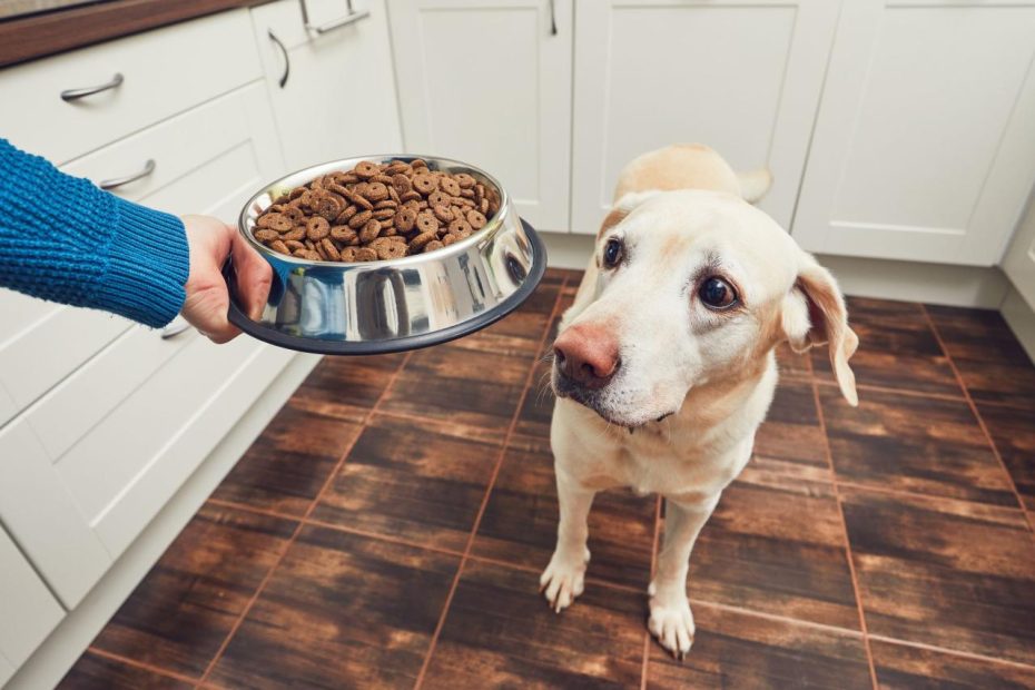 The Pros And Cons Of Mixing Wet And Dry Dog Food