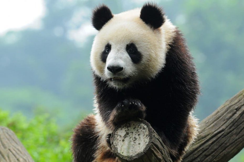 4 Amazing Zoos With Pandas (Only 2 In The Us!) - Az Animals