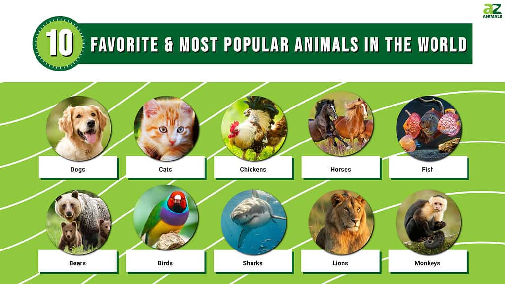 The World'S 10 Favorite & Most Popular Animals - Az Animals