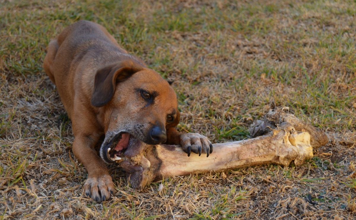 Can Dogs Eat Bones? The Ultimate Guide To What'S Safe & What'S Not