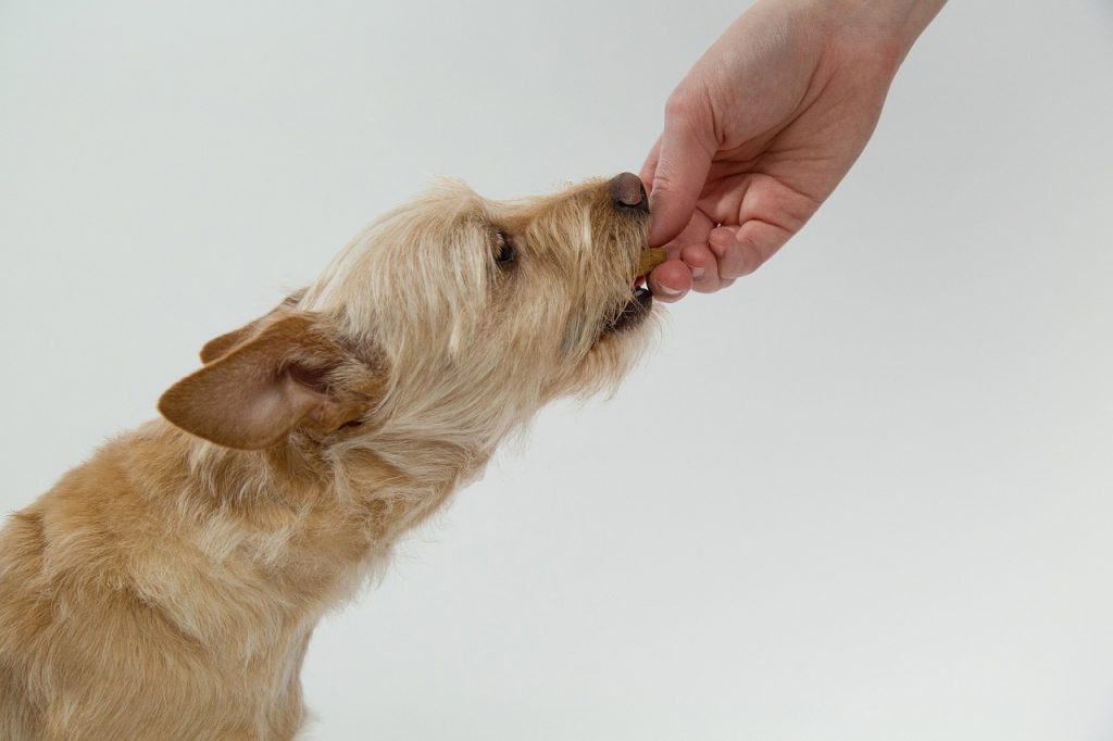 how-to-boost-your-dogs-potassium-levels-naturally