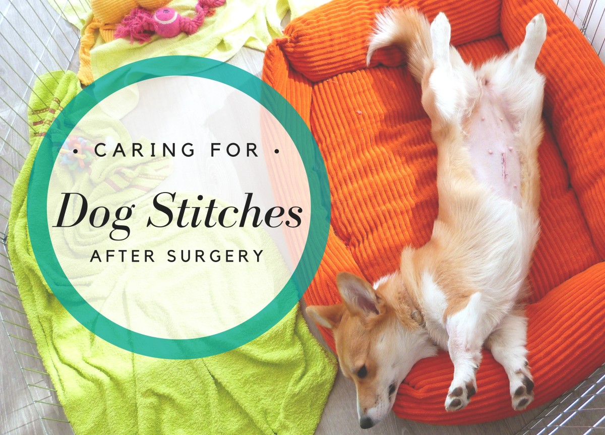 How To Care For And Keep Dog Stitches Clean After Surgery - Pethelpful