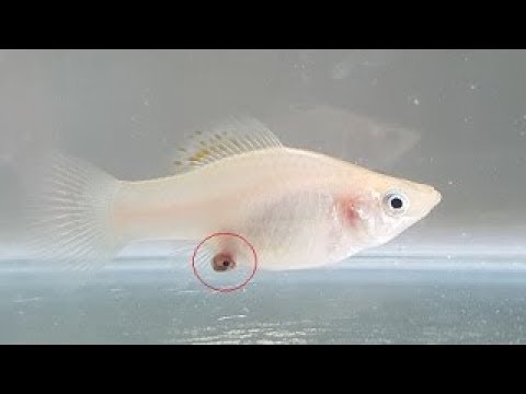 How Long Is A Fish Pregnant? - Pregnancy In Fish