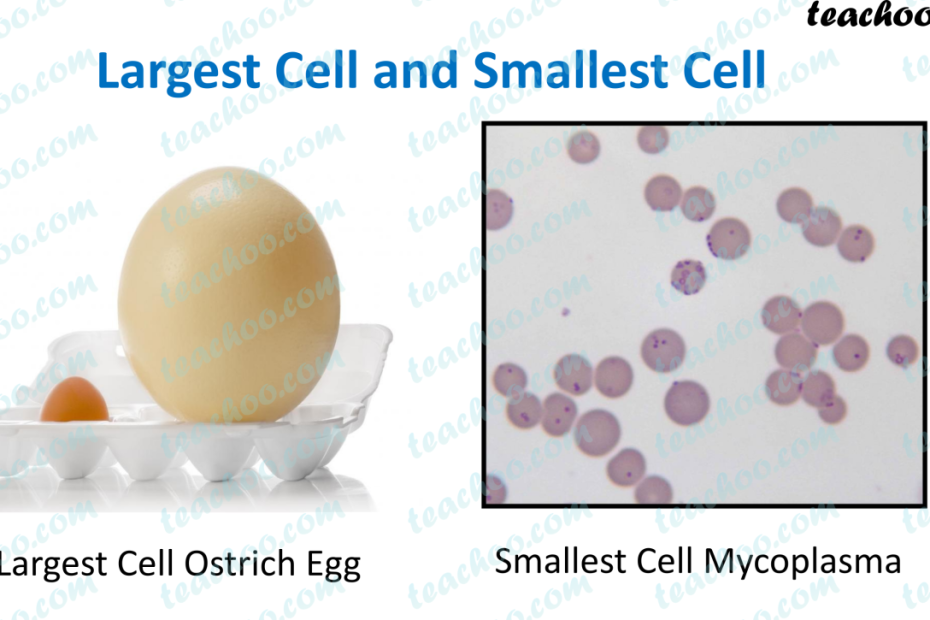 Size Of Cells - Smallest And Largest Cell - Teachoo - Concepts