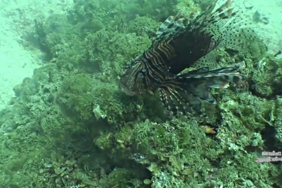 How Do Lionfish Destroy Coral Reefs: A Devastating Underwater Threat