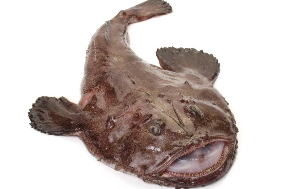 Monkfish Fish Facts | Lophius Spp. - Az Animals