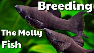 Breeding The Molly Fish | How To Breed Molly Fishes Black Molly ,Orange  Molly Etc - Youtube