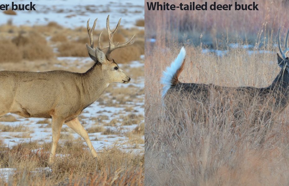 What Is Bigger: Mule Deer Or Whitetail? A Size Comparison