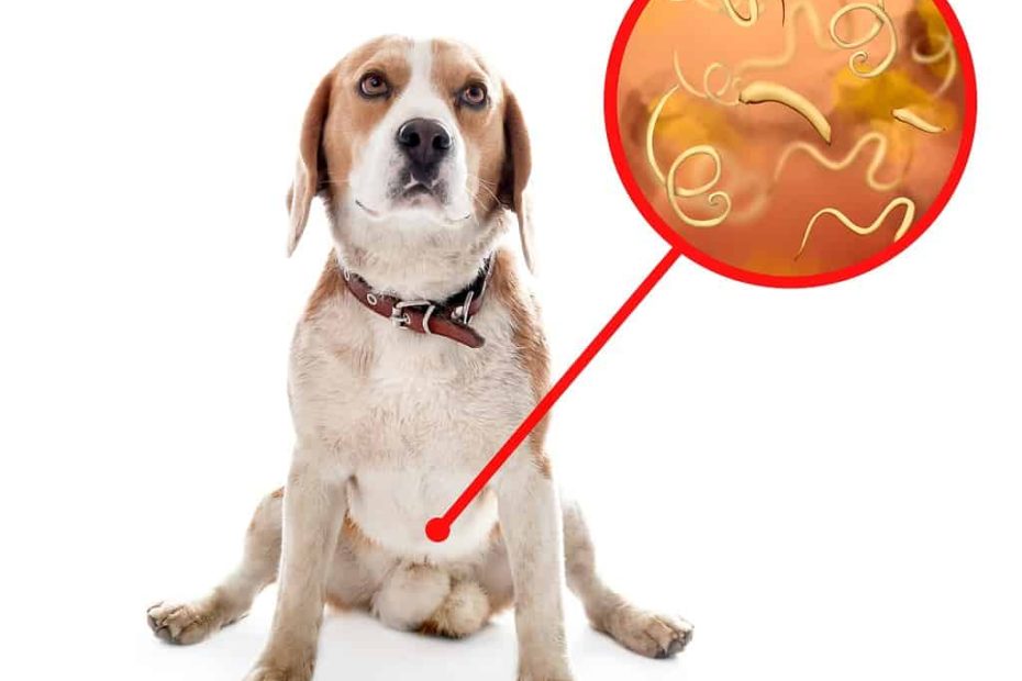 The 2 Ways To Get Rid Of Tapeworms In Dogs - For Good - Az Animals